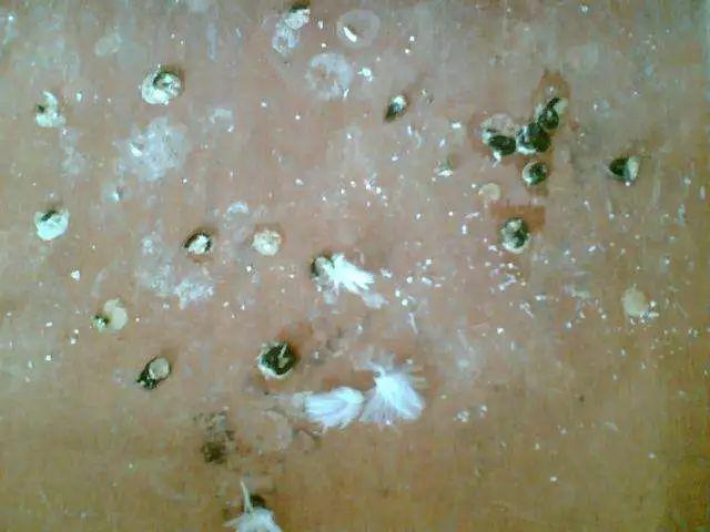 精品:十年前,高手防治腺病毒靠"饿",今天,想战胜腺病毒靠它!