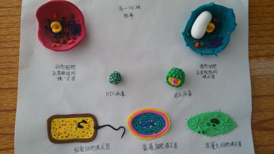 科高首届生物模型制作大赛成功举行