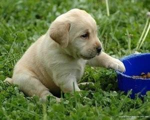 金毛犬和拉布拉多犬有什么区别?如何辨别它们?