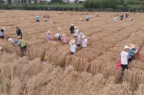 收麦子,其中很多学生表示,以前从来没有种过地,这是第一次下地收小麦