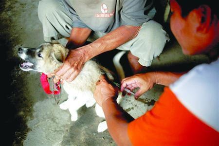巴厘岛动物福利协会成员为狗接种狂犬病疫苗