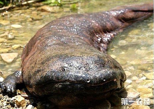 娃娃鱼的寿命有多久?