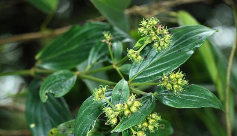 一种民间奇药,清热解毒理肺,肺炎,支气管炎,口腔炎都可治愈!