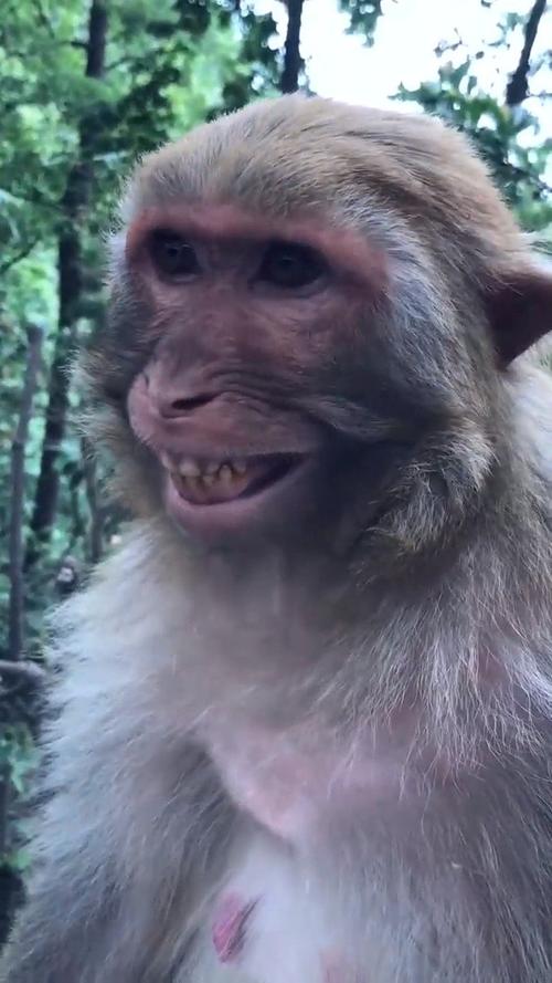 我的天,这猴子笑起来像极了爱情!