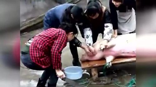 农村小媳妇杀猪视频 别有一番滋味在乡间