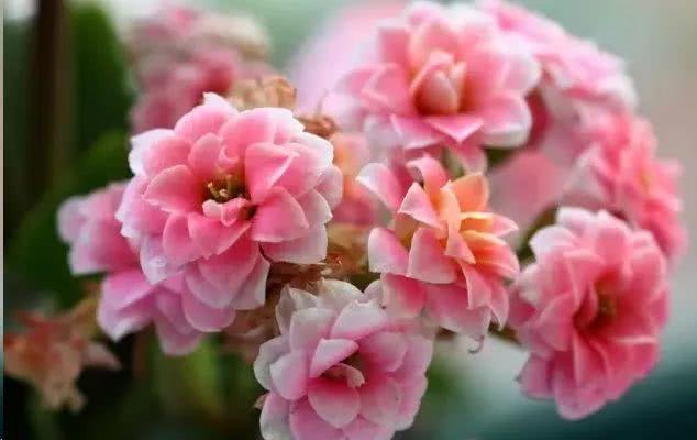 不过也有很多花友会担心:自然界中很多好看的植物都是有毒的,这长寿花