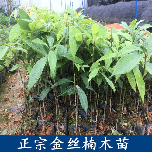 购客四川金丝楠木苗 正宗金丝楠苗 珍稀名贵苗木小叶桢楠树苗_易购客