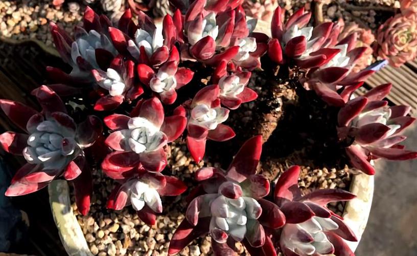 多肉初霜,艳丽的仙女杯精灵,养护注意3点,冰火缠绵颜值高