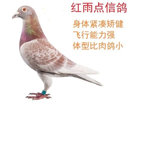 红雨点信鸽子活一对种鸽活体青年赛鸽鸽子成绩鸽幼鸽原配活体一对
