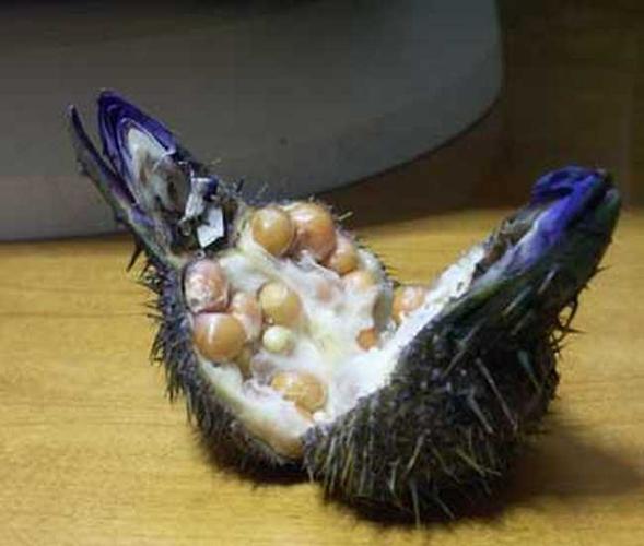 芡实