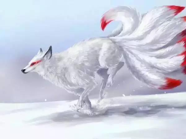 美丽的九尾白狐,高贵的九尾白狐,神秘的九尾白狐,是否能请你带领我们