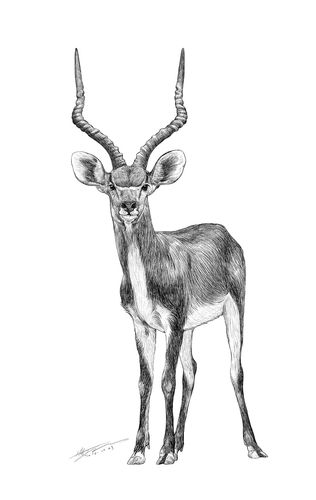 濒危动物之藏羚羊