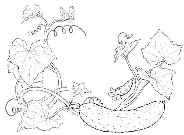 一问才知瓜藤是马绳,农民·郭听说黄瓜是马嚼铁,要连藤摘下来,玉马吃