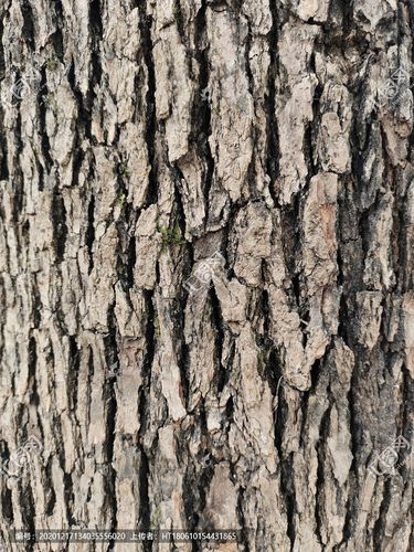 树皮纹理