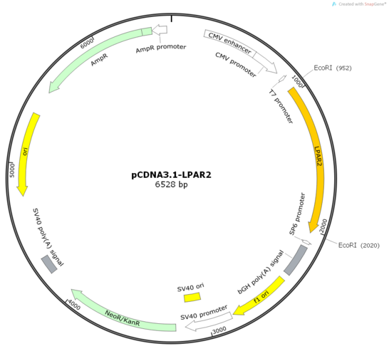 pcdna3.1-lpar2载体质粒_图谱序列价格抗性信息-淼灵质粒平台