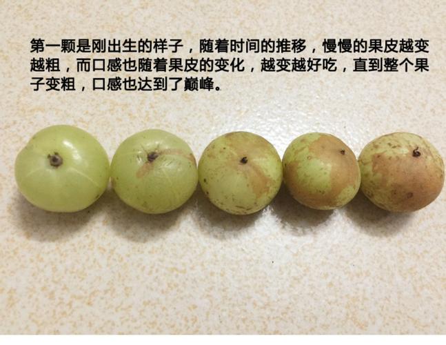 现摘新鲜5斤油甘果野生牛甘果余甘子橄榄孕妇酸水果油柑子可腌制_7折