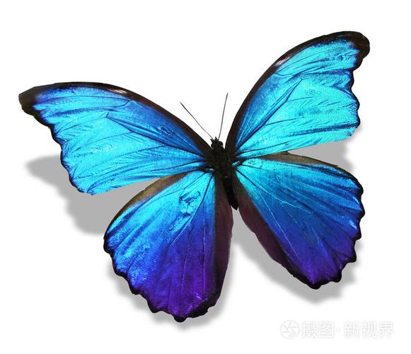 蓝蝴蝶