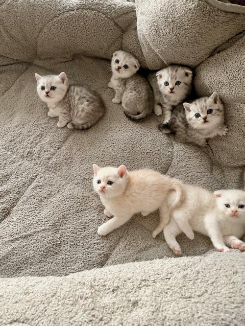 分享一窝小猫咪_猫咪_新港花苑自由行热门攻略_大眼萌