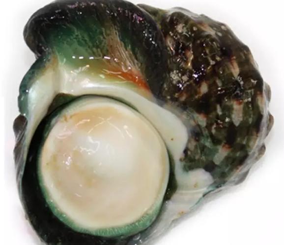 夜光蝾螺又名夜光贝(学名:turbo marmoratus),是原始腹足目蝾螺科蝾螺