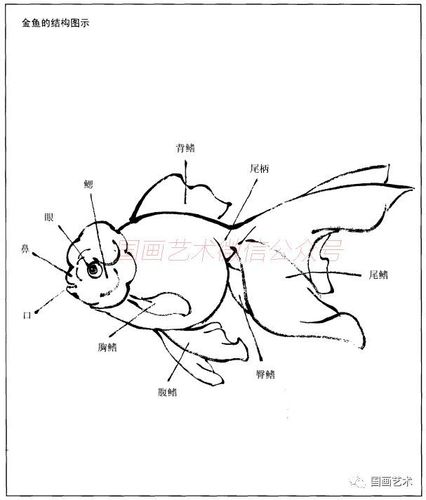 金鱼的结构图示 金鱼,人称"水中之