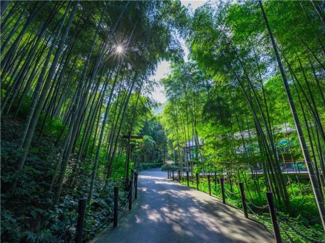 生态保护和旅游观光于一体的景点,享有"天堂南山,梦幻竹海"之美誉