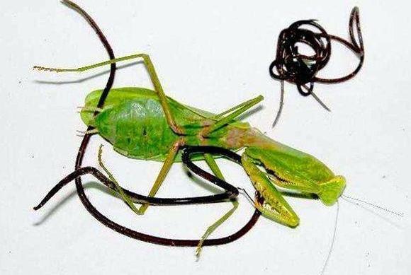 铁线虫见到水才会离开螳螂,假如一直不让它见到水,会