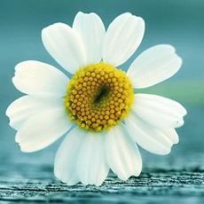 高清唯美花朵意境头像图片大全