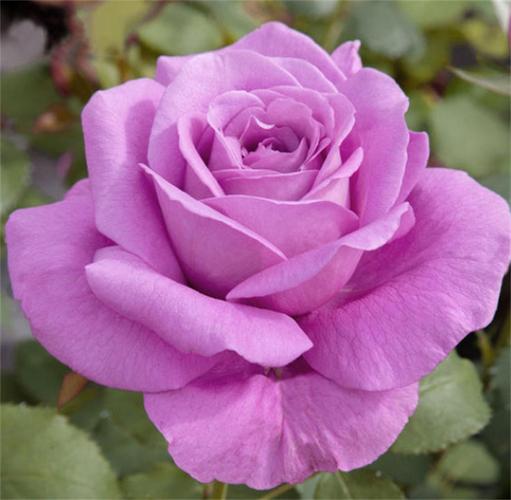 紫色月季花有哪些品种?有30款大合集,总有1朵紫月季会