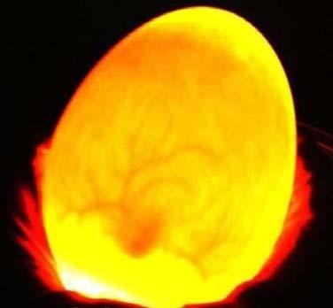 鹦鹉蛋心跳监测器,照蛋器,照蛋手电筒