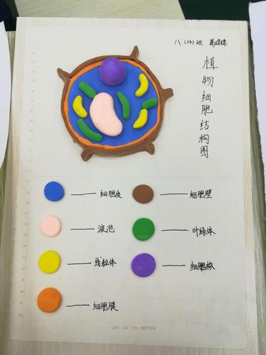 生物学科特色活动 ————生物模型制作