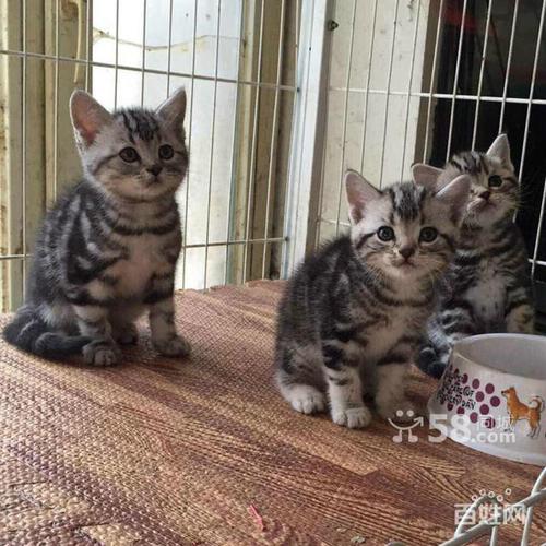 【图】- 美国短毛猫 美短加白 最好的服务最低的