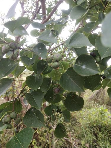 乌桕树的果子,工业用途很广.