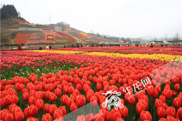 南川荷兰花卉乐园成了不少爱赏花游客的天堂