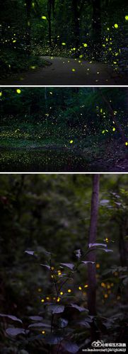 紫金山拍摄的萤火虫~感谢大家为萤火虫作出的努力,愿我们的夜晚更美