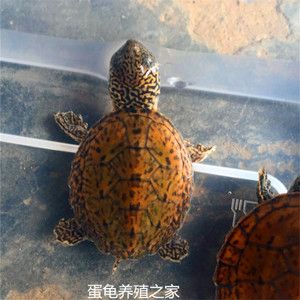 虎纹蛋龟
