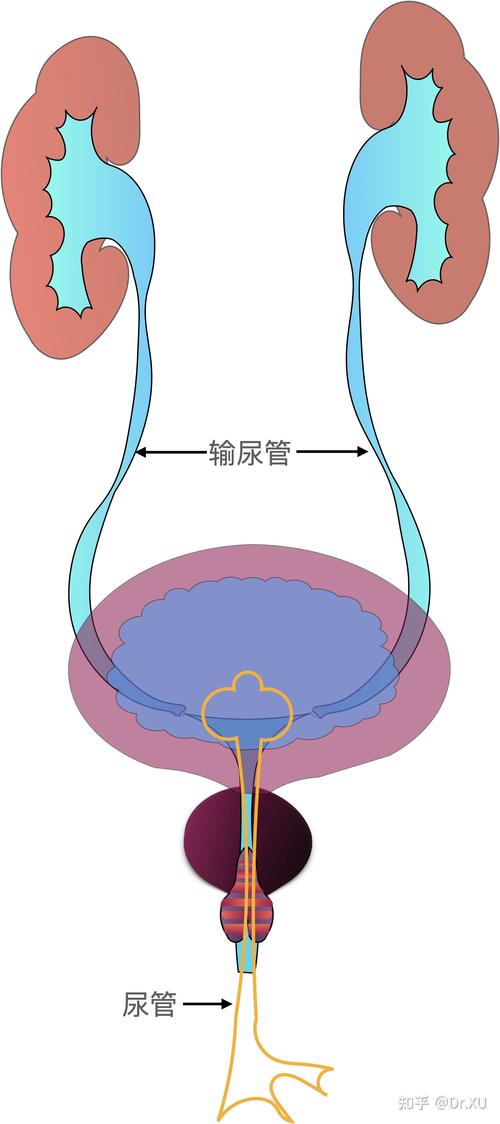 男性左右输尿管在哪个位置汇合