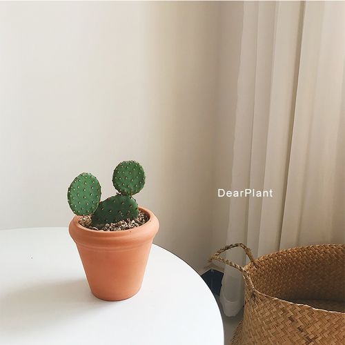 dearplant红太古米奇仙人掌ins网红家居绿植桌面盆栽趣味沙漠植物