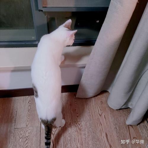 有没有以您家的两只猫为主题的情侣头像?