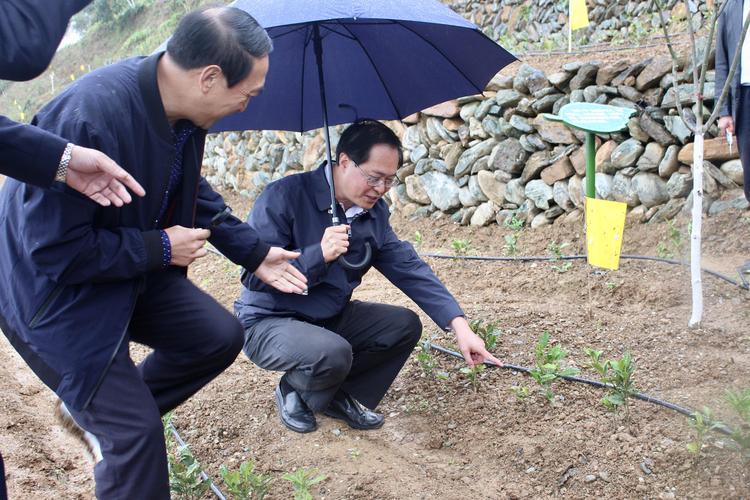 浙江省委书记车俊赴澳门新葡亰手机版"白叶一号"四川青川合作基地调研