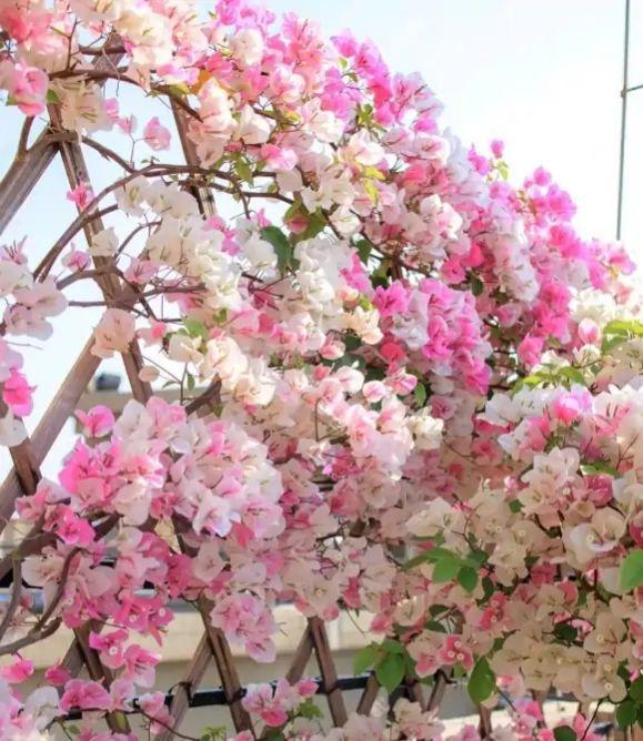 漳州红樱的颜色是粉红的,但不是毫无生气的枯燥的粉色,而是很可爱的白