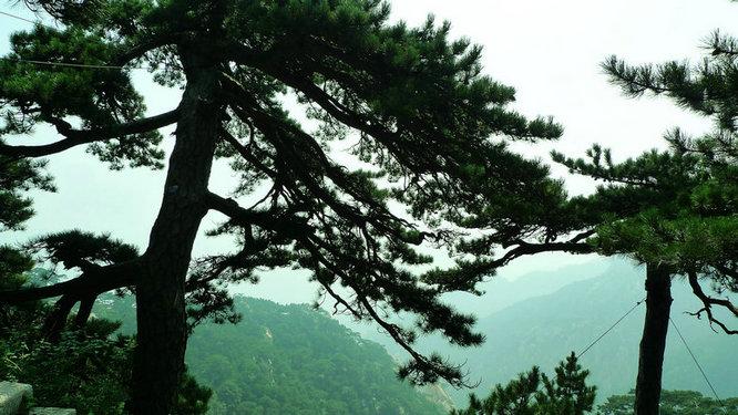 松柏纲