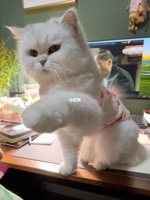 笔记专辑老挝happy is a pain.