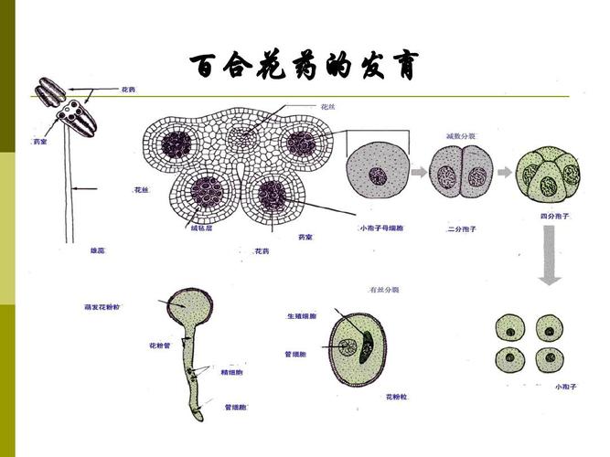 百合花药的发育