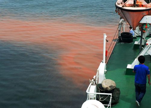 记者亲历海上追踪日照赤潮(组图)(十)