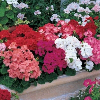 直立天竺葵花苗 粉 伪碗727重瓣勤花阳o台盆栽花多年生四季带