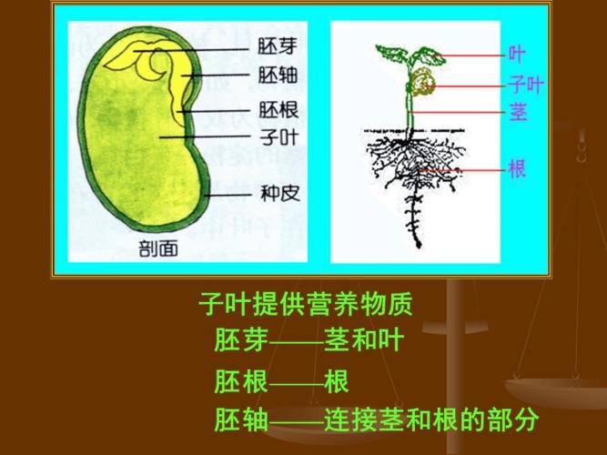 种子的结构.ppt