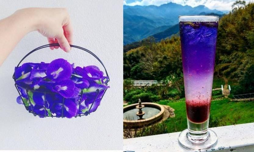 蝶豆花虽然很多功效,但这4类人不能喝哦.