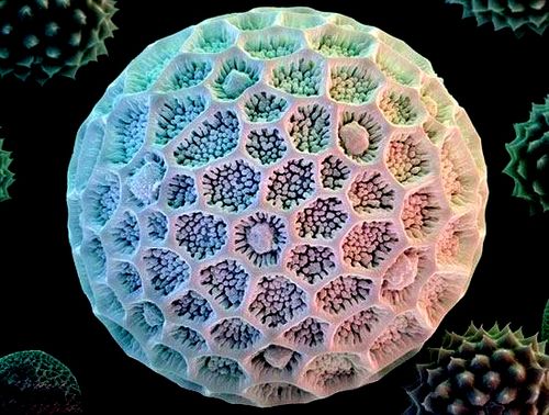 [转载]植物花粉粒的美妙显微照片