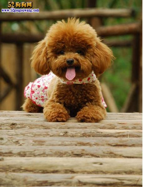 小狗泰迪图片萌死人2