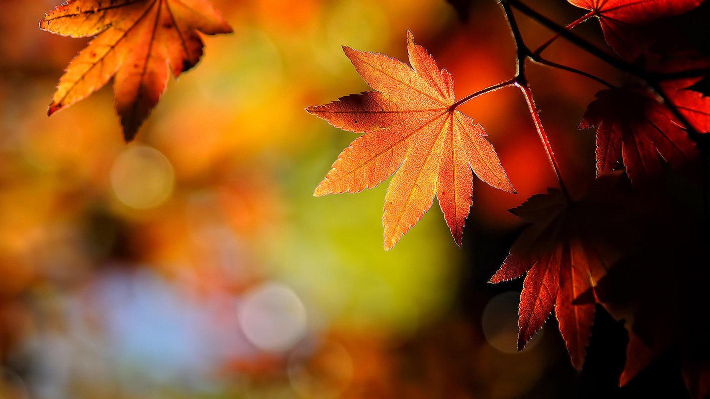 秋叶红枫唯美意境高清电脑桌面主题壁纸图片(3)